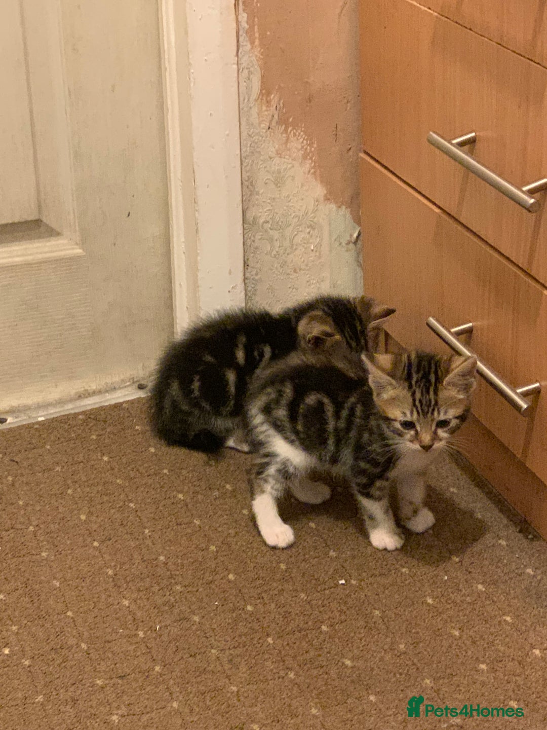 British Shorthair cats for sale: 2 boy kittens ready for there new home - Image 7