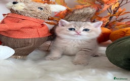 British Shorthair cats for sale: Blue Golden British Shorthair - Image 22