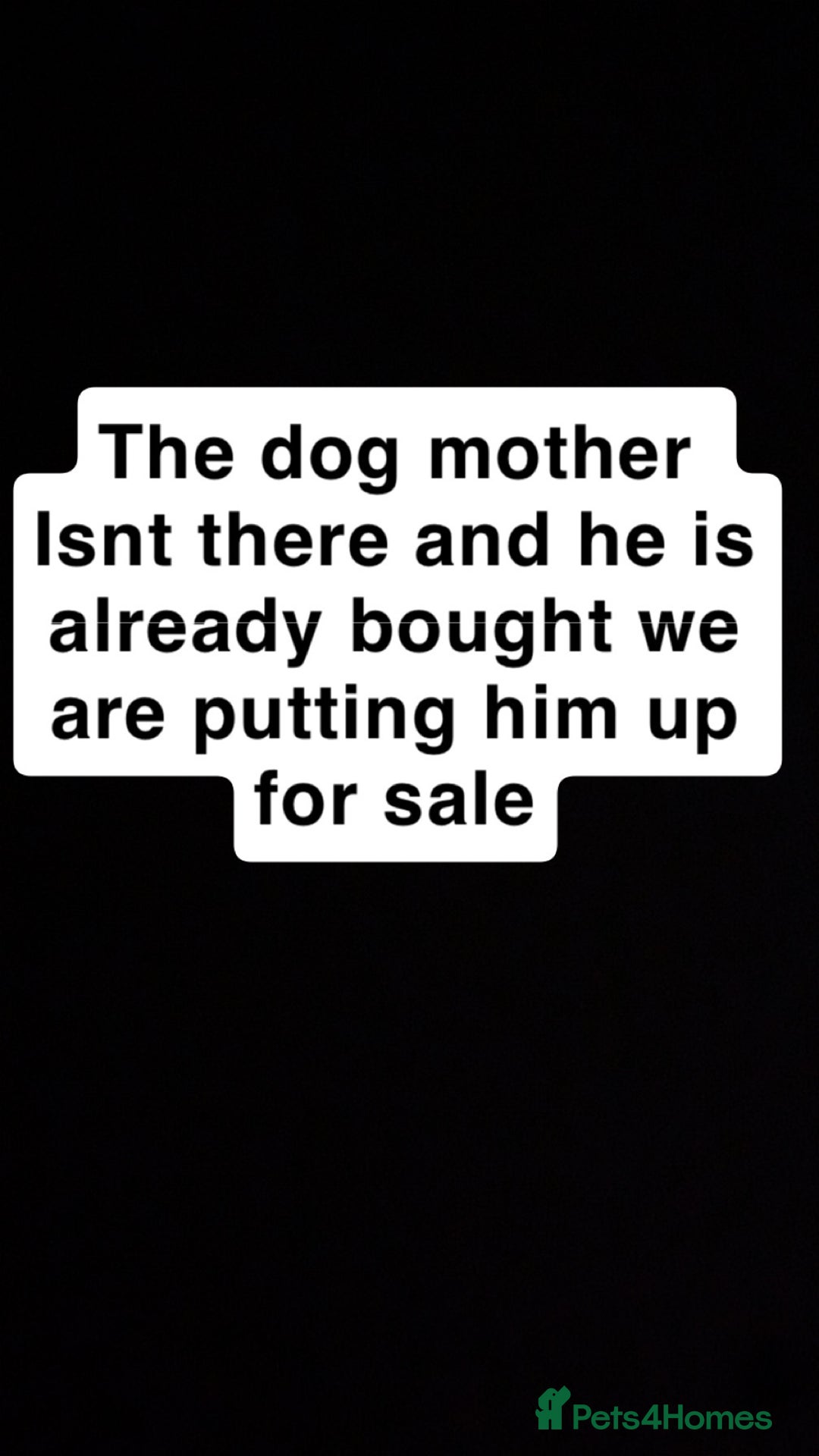 Pomeranian dogs for sale: This is bao he’s a lovely dog - Advert 8