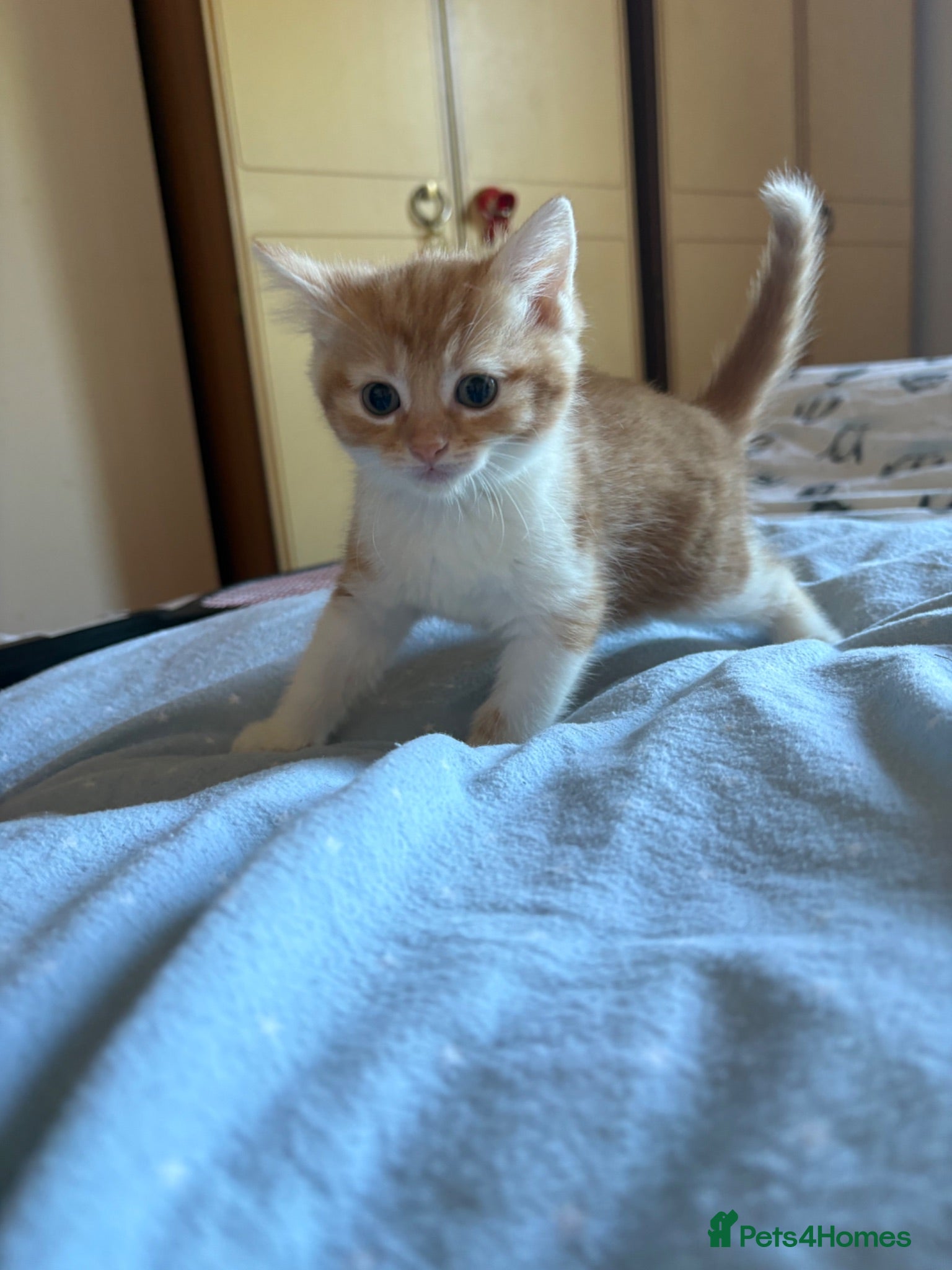 Mixed Breed cats  1 gorgeous fluffy kitten - Advert 3