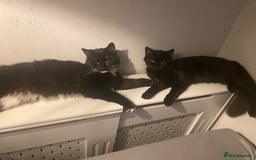 Maine Coon cats for sale: Maine Coon Brother  - Advert 1