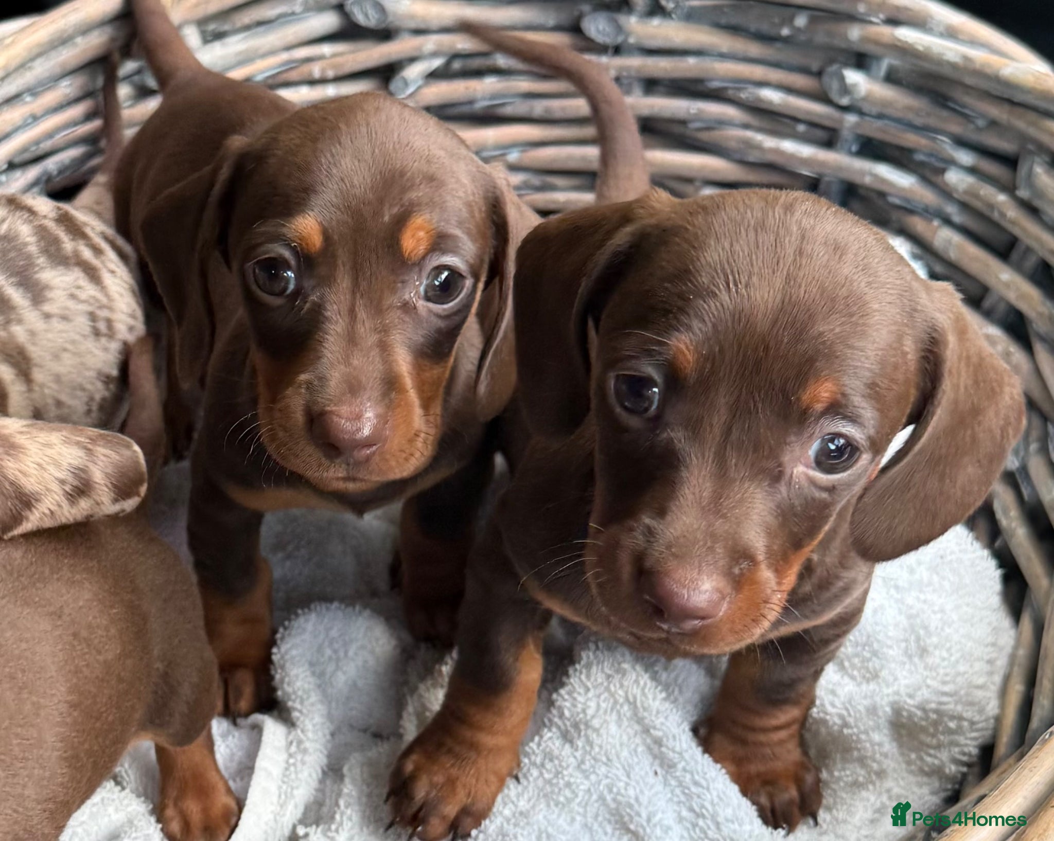 Miniature Dachshund dogs Miniature dachshund pups  - Advert 15