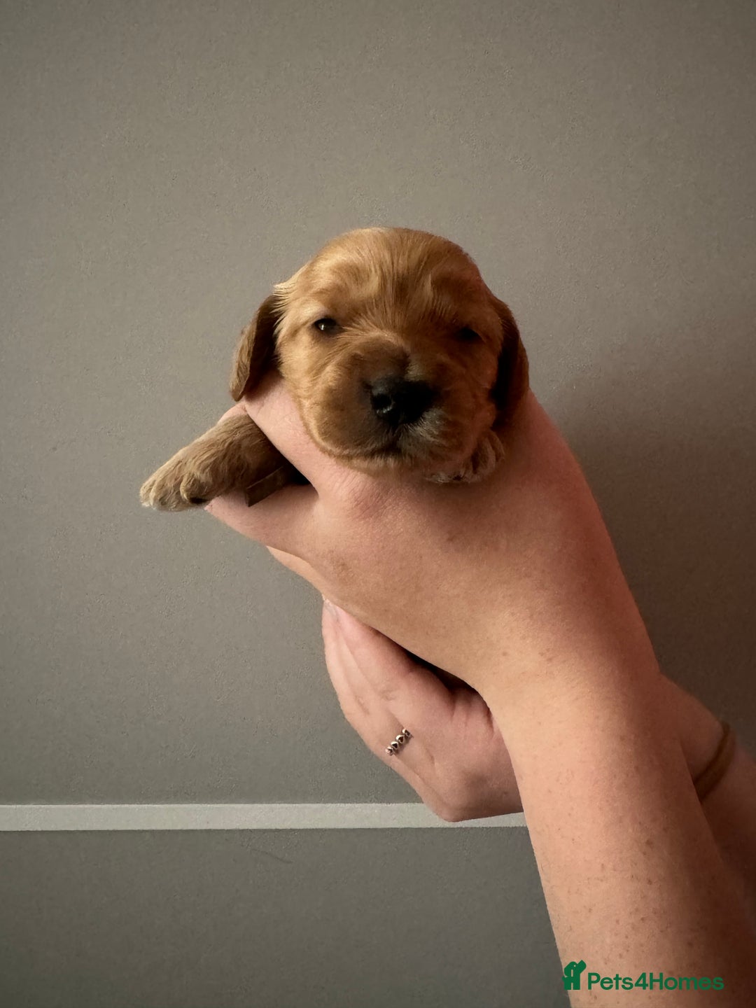 Cockapoo dogs for sale: F1 Cockapoo Puppies - Image 2