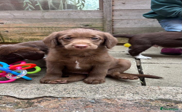 Labradoodle dogs - Advert 4