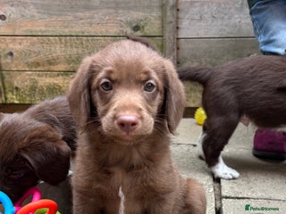 Labradoodle dogs - Advert 1