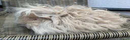 Guinea Pig rodents for sale: Purebred Lunkarya - Advert 16