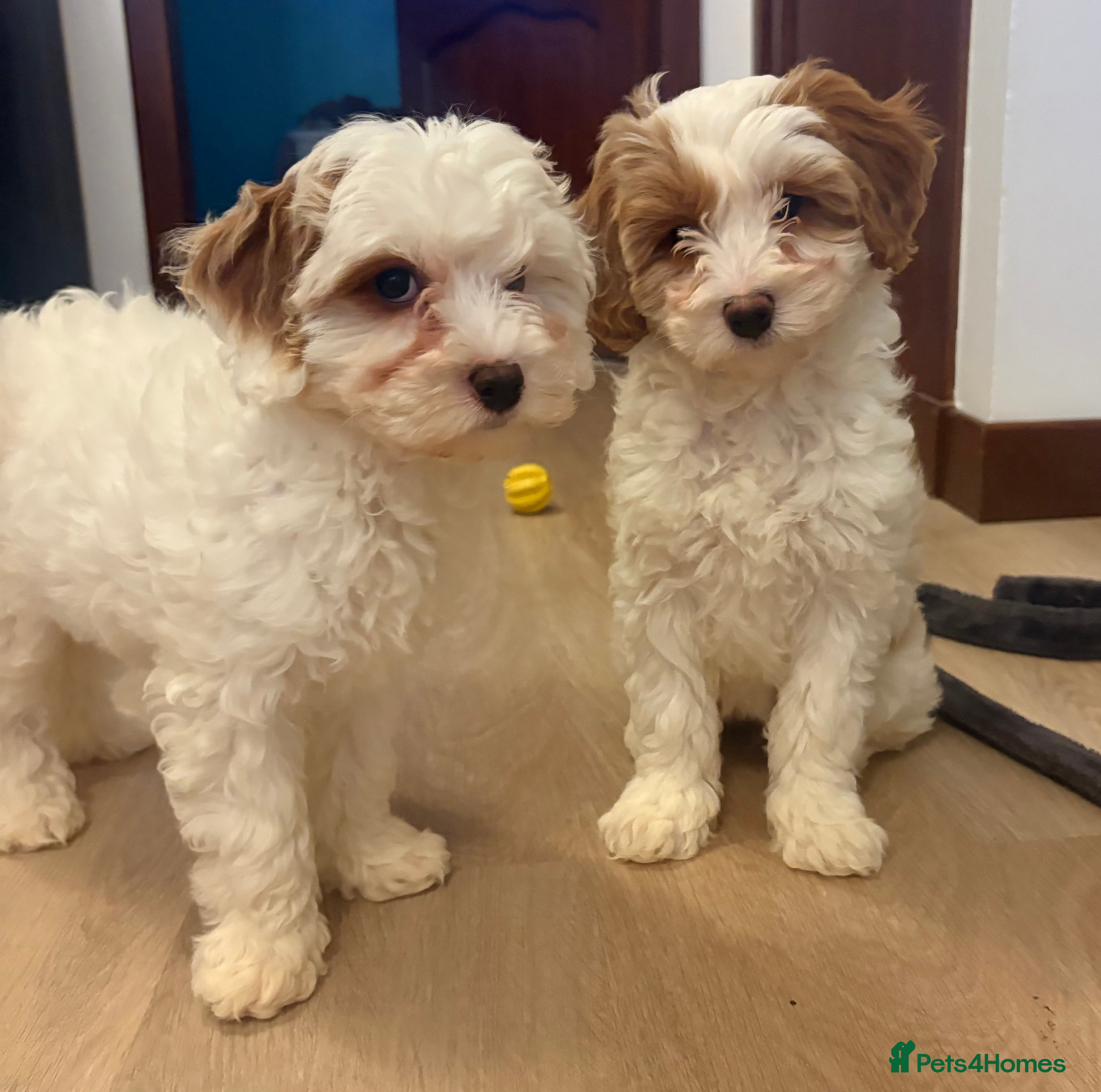 Cavachon dogs Cavapoochon Puppies - Advert 1