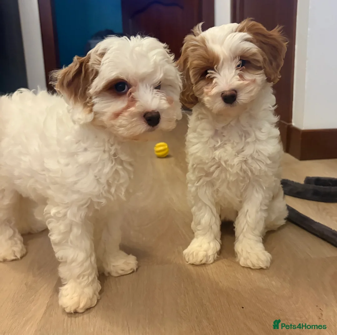 Cavachon dogs for sale: Cavapoochon Puppies - Advert 1