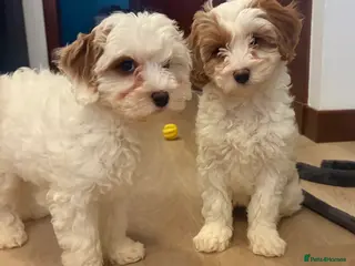 Cavachon dogs Cavapoochon Puppies - Advert 1