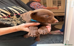Mixed Breed dogs for sale: Cocker/ Patterdale  - Image 12
