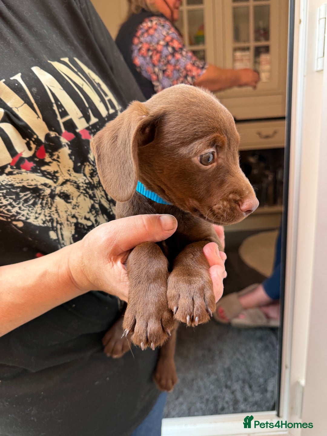 Mixed Breed dogs for sale: Cocker/ Patterdale  - Image 12
