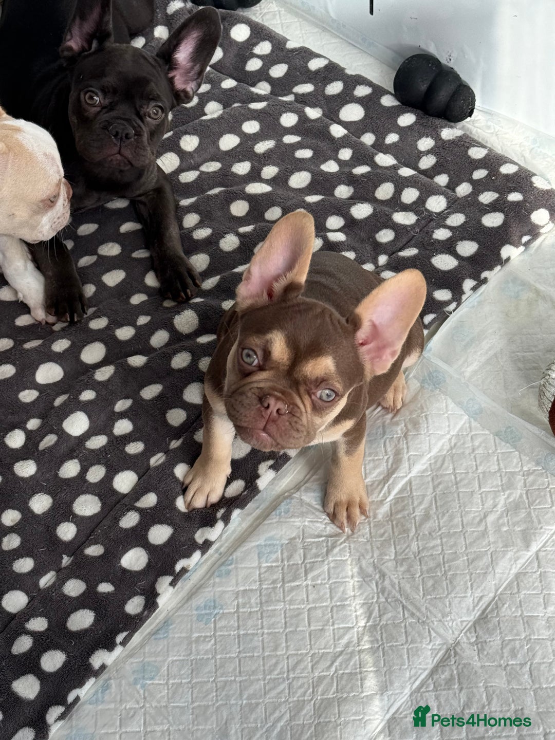 French Bulldog dogs for sale: Miss White X Kastro  - Advert 15