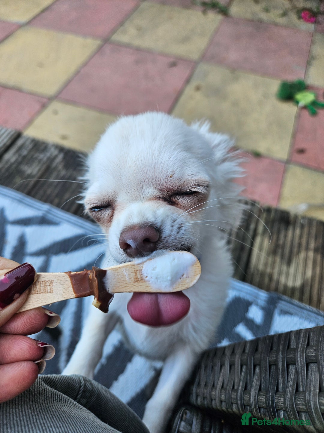 Chihuahua dogs for sale: 4 month old boy - Image 2