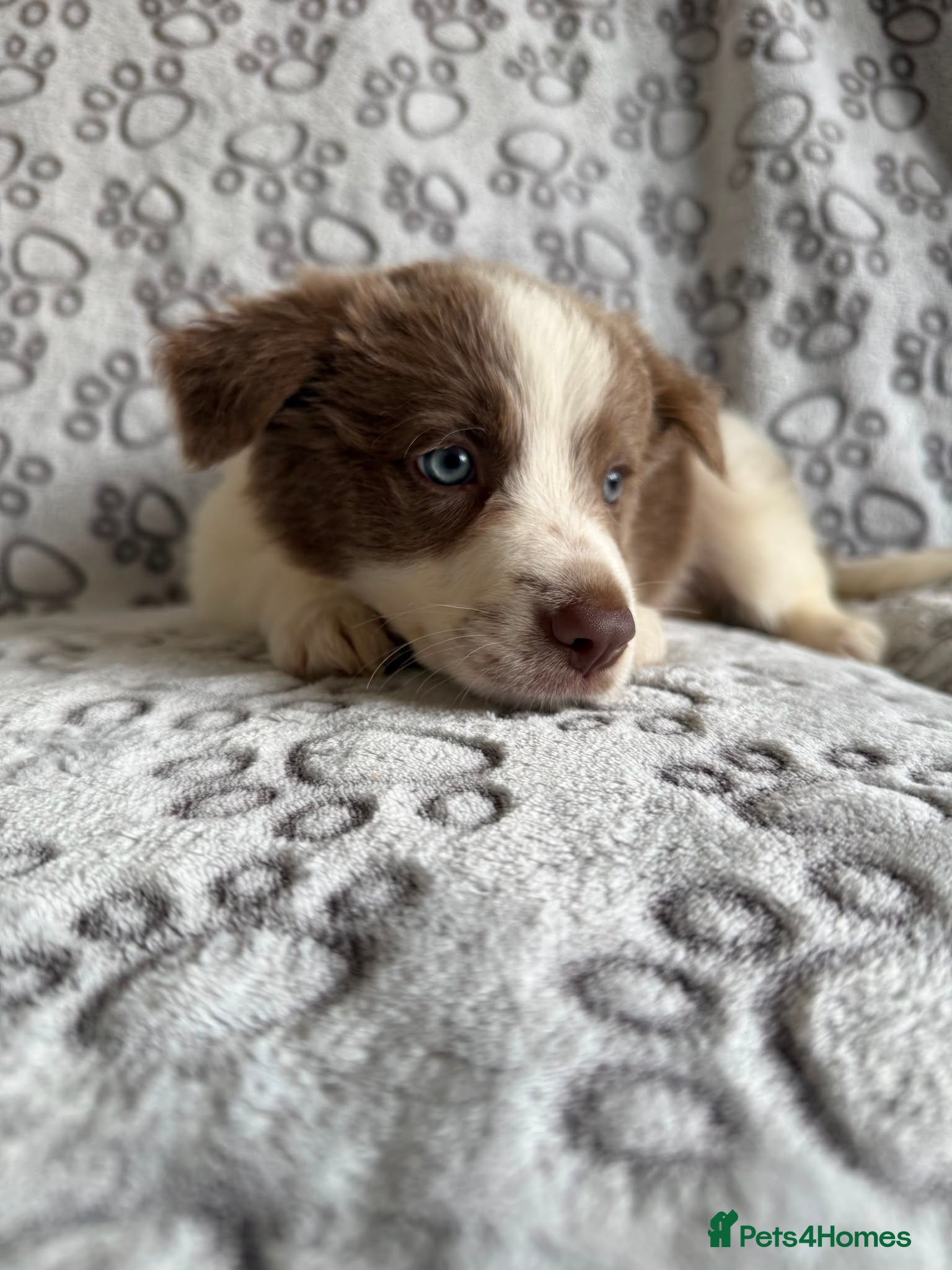 Border Collie dogs 1 Stunning Rough Coated Girl - Advert 1