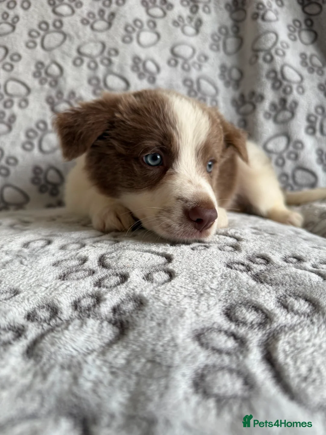 Border Collie dogs for sale: 1 Stunning Rough Coated Girl - Advert 1