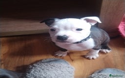 Staffordshire Bull Terrier dogs for sale: Staffordshire bull terrier Puppies  - Image 15