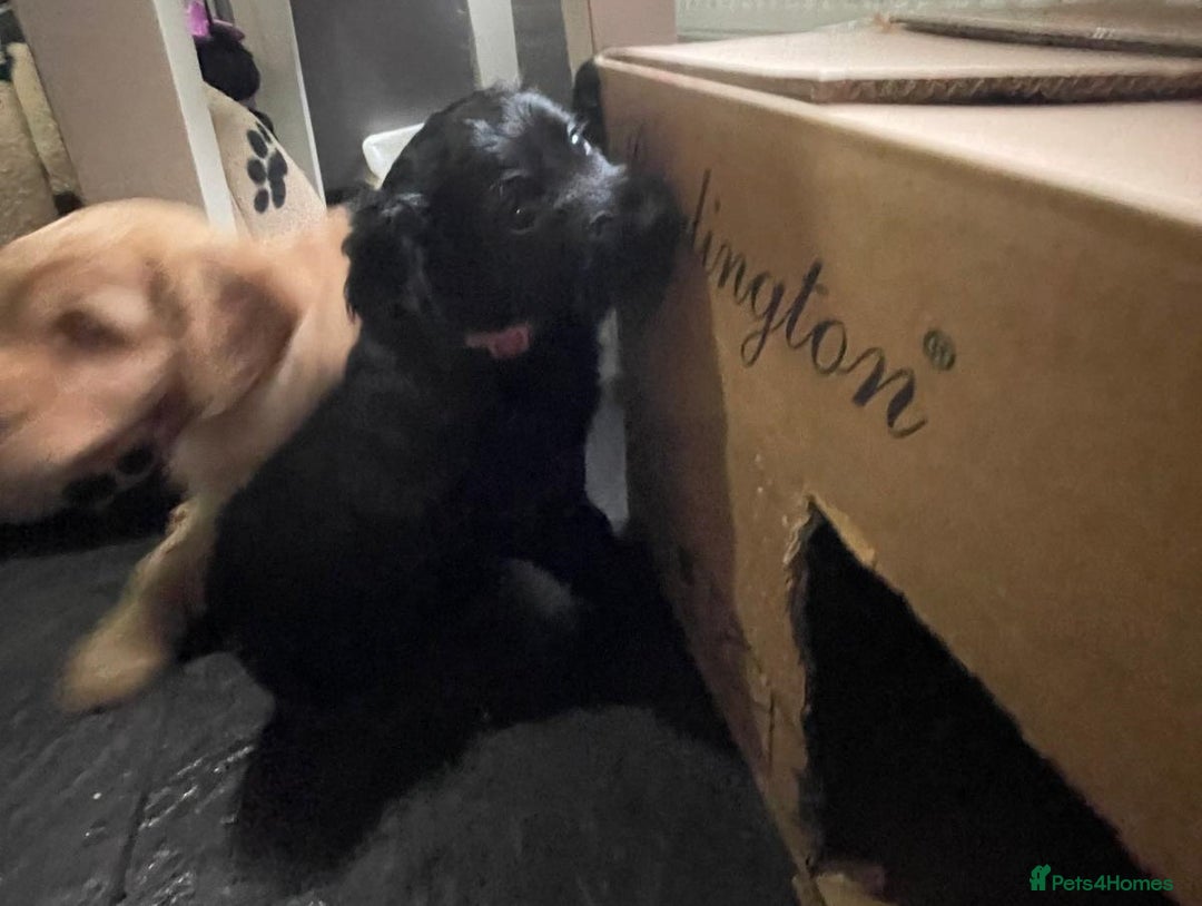 Cocker Spaniel dogs for sale: Working Cocker Spaniels - Image 12