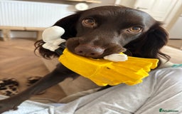 Cocker Spaniel dogs for sale: Cocker spaniel  - Advert 4