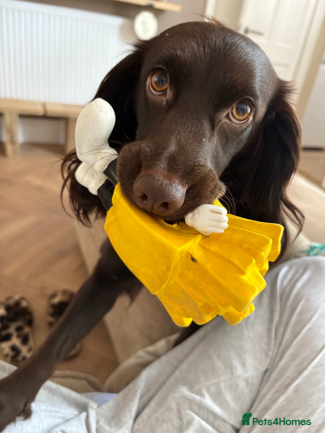 Cocker Spaniel dogs for sale: Cocker spaniel  - Advert 4