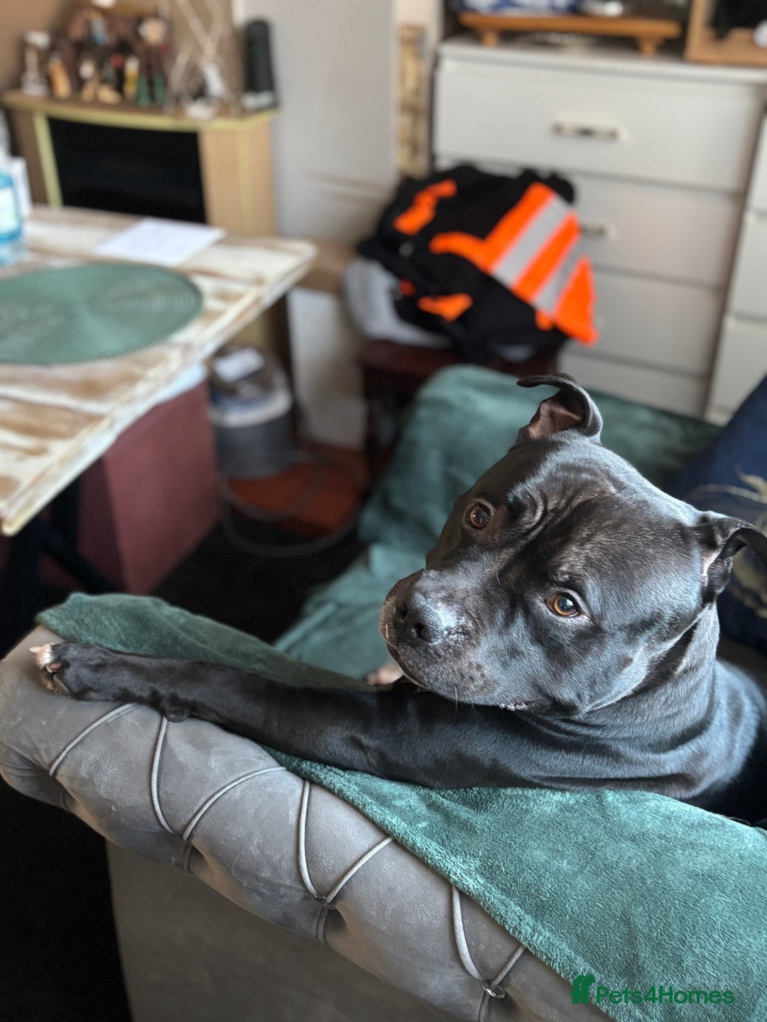 Staffordshire Bull Terrier dogs for stud: “Dior” American Staffordshire Bull Terrier Stud - Advert 6