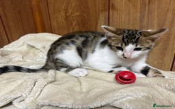 Bengal cats for sale: ​​Bengal X Ragdoll Mix Kittens - Ready to go! - Image 14