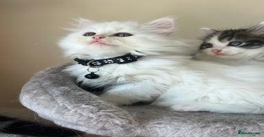 Turkish Angora cats - Advert 15