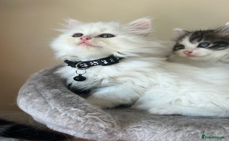 Turkish Angora cats - Advert 2