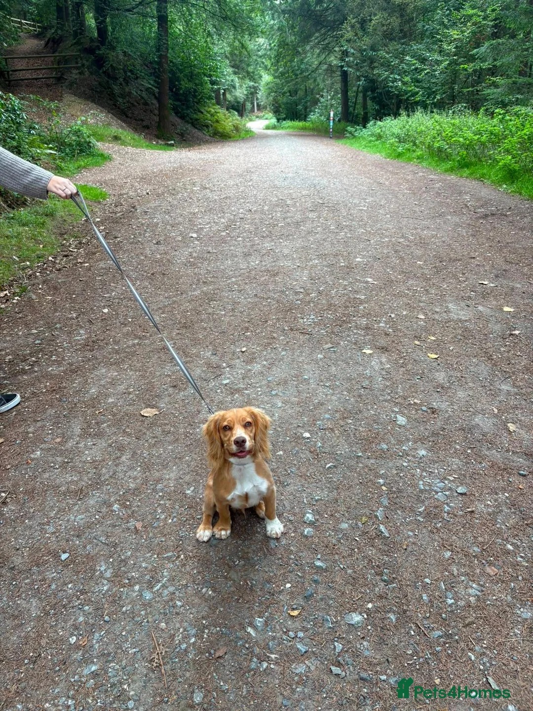 Cocker Spaniel dogs for sale: Cocker spaniel puppy in Kingsbridge - Advert 1