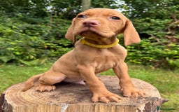 Hungarian Vizsla dogs for sale: Hungarian Vizsla Puppy -  KC Vizsla pups DNA Tested Hip Elbow Scored - Image 14