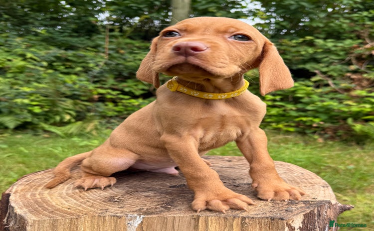 Hungarian Vizsla dogs - Advert 1