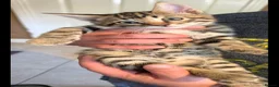 Bengal cats for sale: Beautiful Bengal cross kittens  - Advert 34