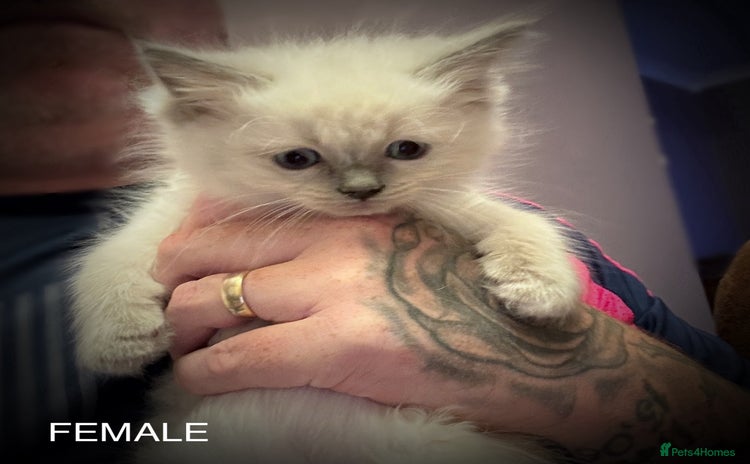 Ragdoll cats - Advert 2