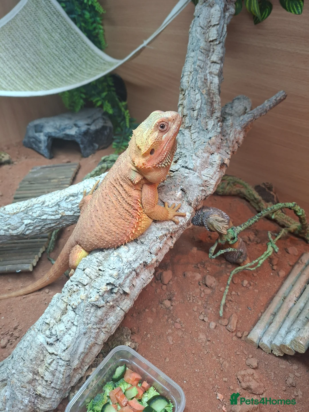 Bearded Dragon reptiles for sale: Bearded dragon  in Retford - Advert 2