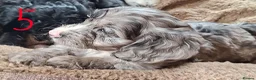 Cockapoo dogs for sale: F1 Cockapoo Pups  - Advert 3