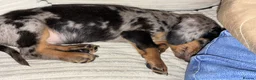 Miniature Dachshund dogs for sale: Rolo the miniature Dauch - Advert 6