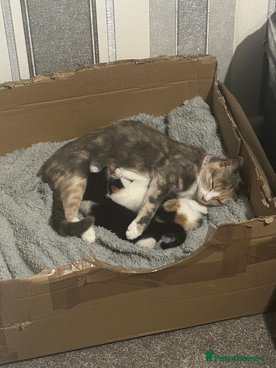 Mixed Breed cats for sale: Beautiful Tortie Female kitten  - Image 12