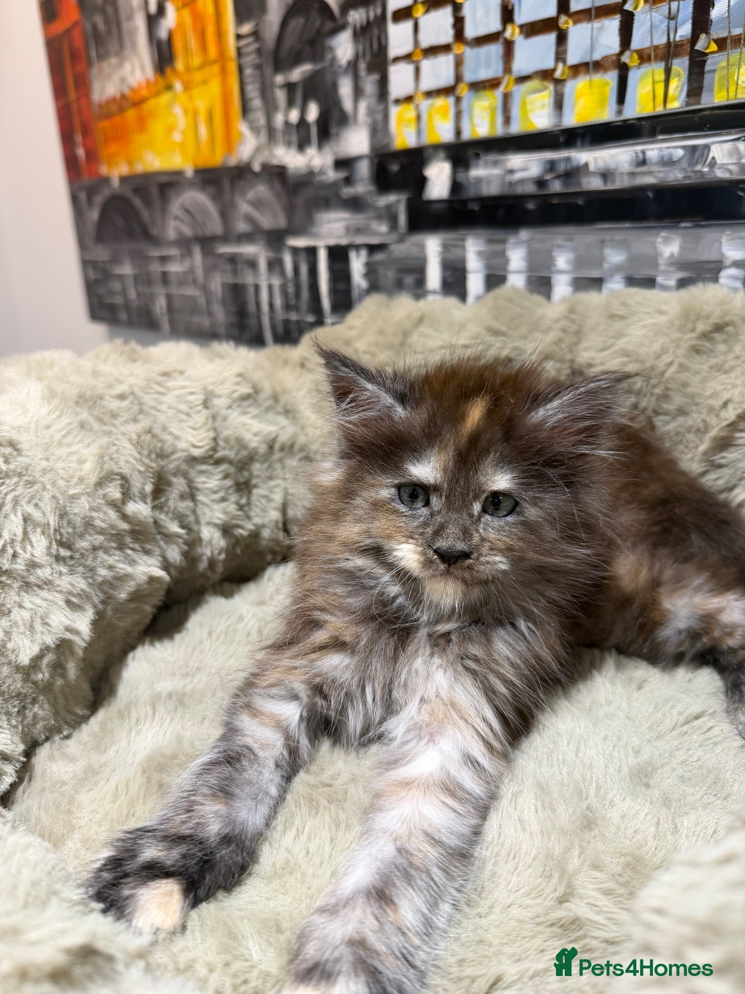 Maine Coon cats XL MAINE COON KITTENS UNIQUE COLOUR XL BLOODLINE - Advert 2