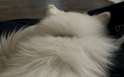 Samoyed dogs for sale: 1 Year old Samoyed Female Dog - Available now! - Image 8