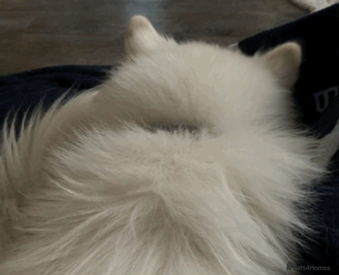 Samoyed dogs for sale: 1 Year old Samoyed Female Dog - Available now! - Image 8