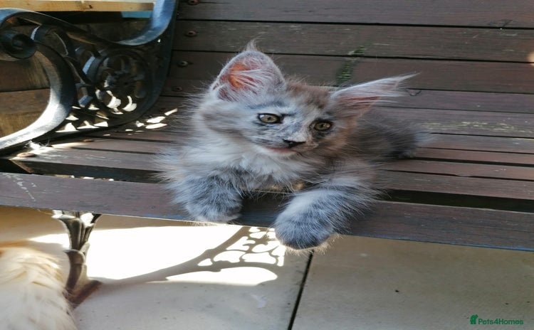 Maine Coon cats - Advert 1