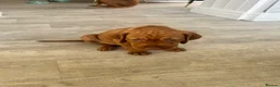 Hungarian Vizsla dogs for sale: 5 handsome hungarian vizsla puppies for sale - Advert 17