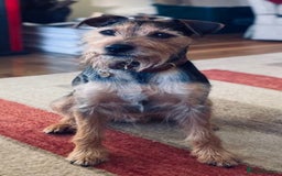 Mixed Breed dogs for sale: Cockapoo/Parsons Russell Pups - Image 12