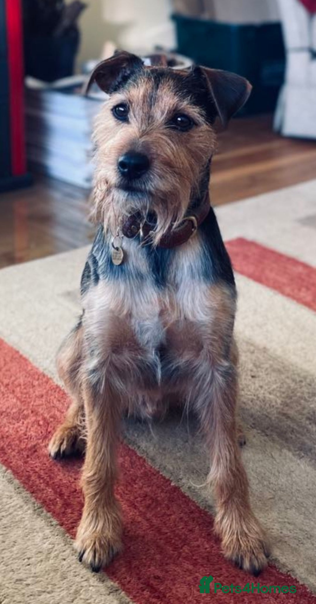 Mixed Breed dogs for sale: Cockapoo/Parsons Russell Pups - Image 12