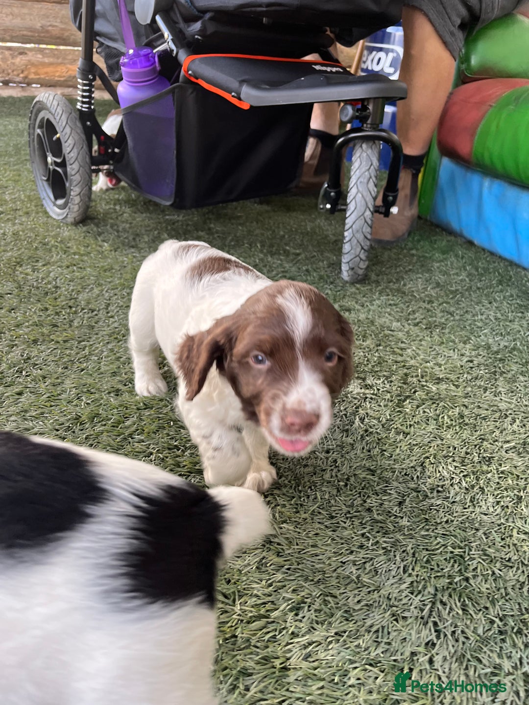 English Springer Spaniel dogs for sale: Health Tested & Part Trained - Image 9