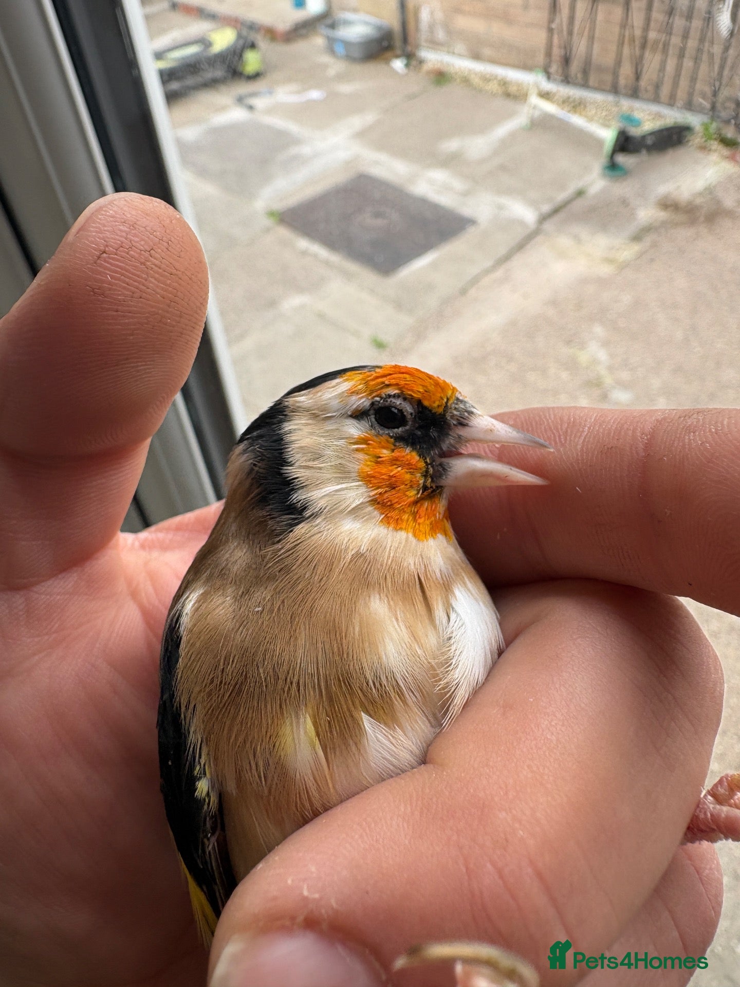 Canaries birds Goldfinches and canary  - Advert 6