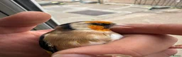 Canaries birds for sale: Goldfinches - Advert 1