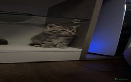 Mixed Breed cats for sale: 5 cute kittens for sale.  - Image 21