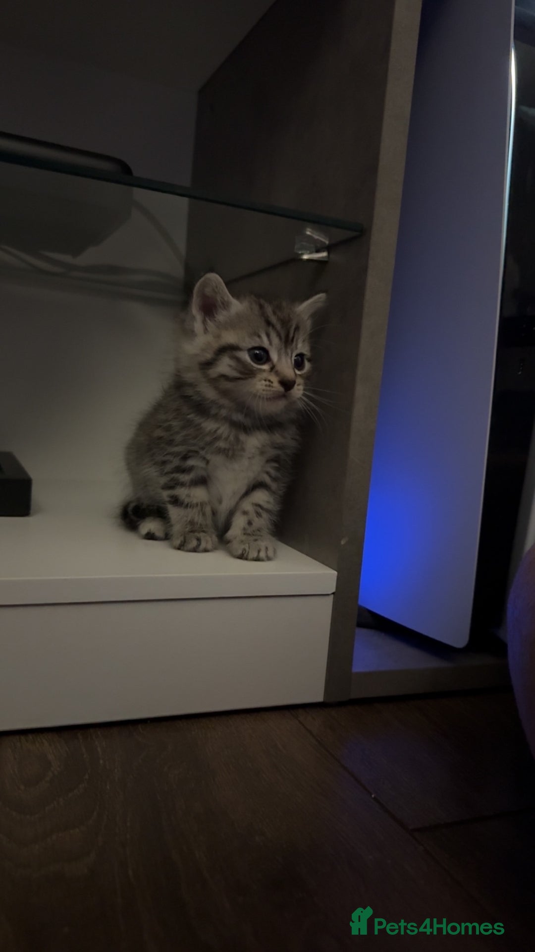 Mixed Breed cats for sale: 5 cute kittens for sale.  - Image 21