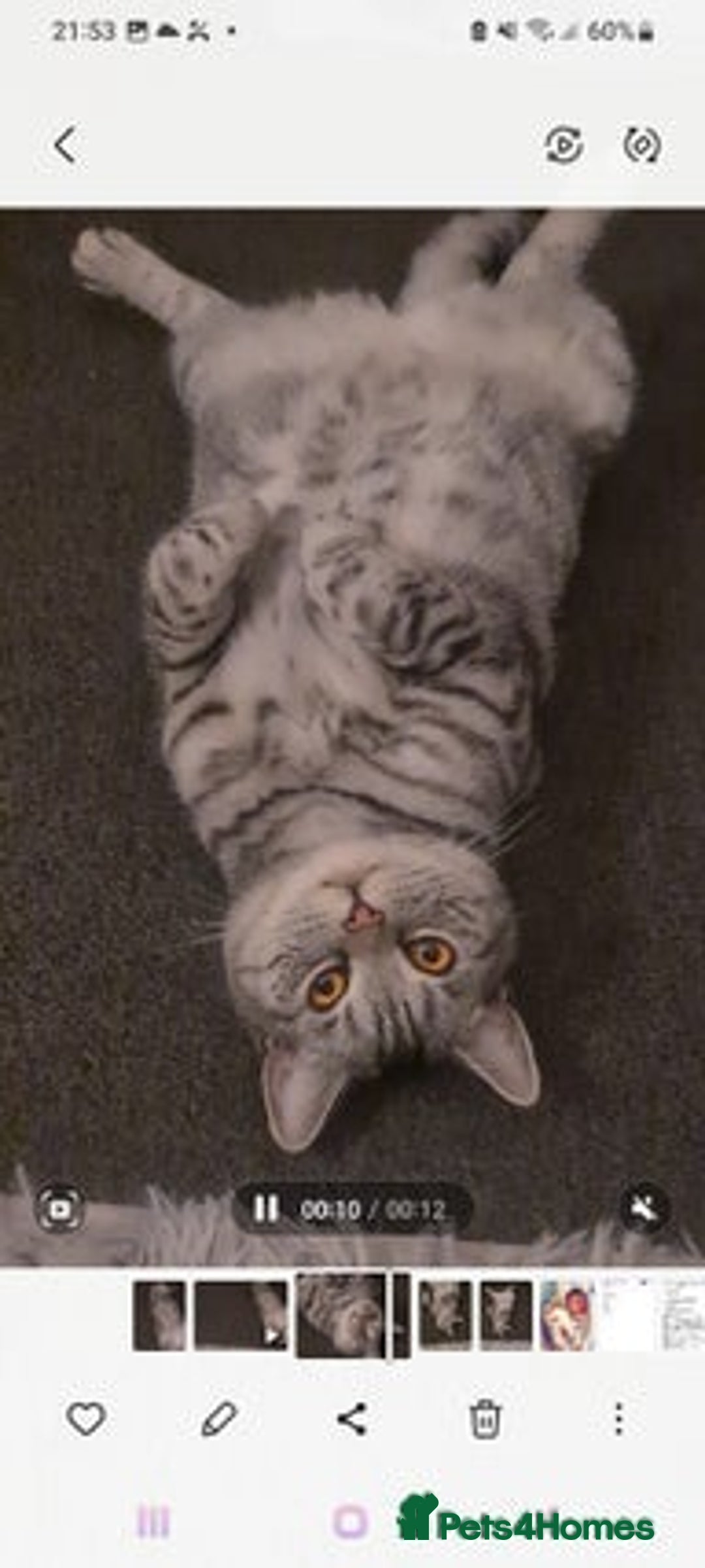 British Shorthair cats for sale: Beautiful British blue bella - Image 1