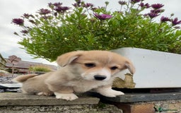 Welsh Corgi Pembroke dogs for sale: Stunning KC Registered Corgis - Image 17